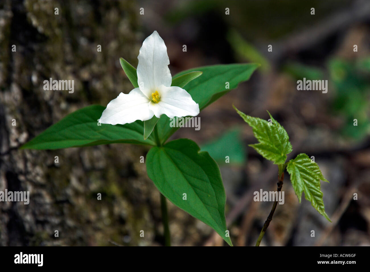 A white trillium portrait in the forests of The Great Smoky Mountain National Park, North Carolina, USA, America Stock Photo