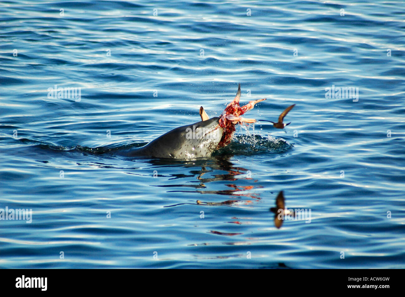 Leopard seal eating Gentoo penguin birds flying around Antarctica Stock