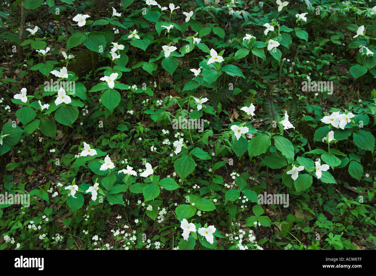 White trillium wildflowers on the forest floor in The Great Smoky Mountain National Park North Carolina USA Stock Photo