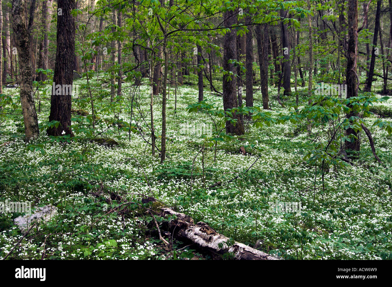 Large White Trillium wildflowers on the forest floor in The Great Smoky Mountain National Park, North Carolina, USA Stock Photo