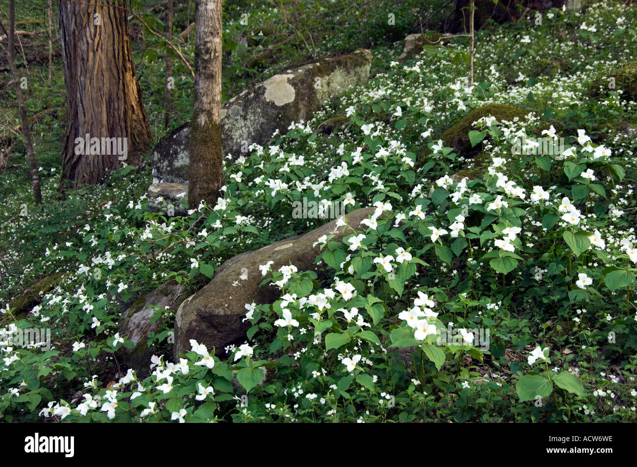 Large White Trillium wildflowers on the forest floor in The Great Smoky Mountain National Park North Carolina USA Stock Photo