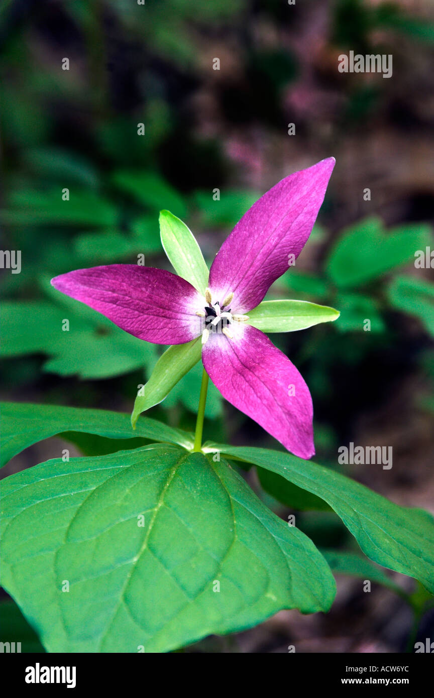The red trillium portrait in The Great Smoky Mountain National Park, USA, America Stock Photo