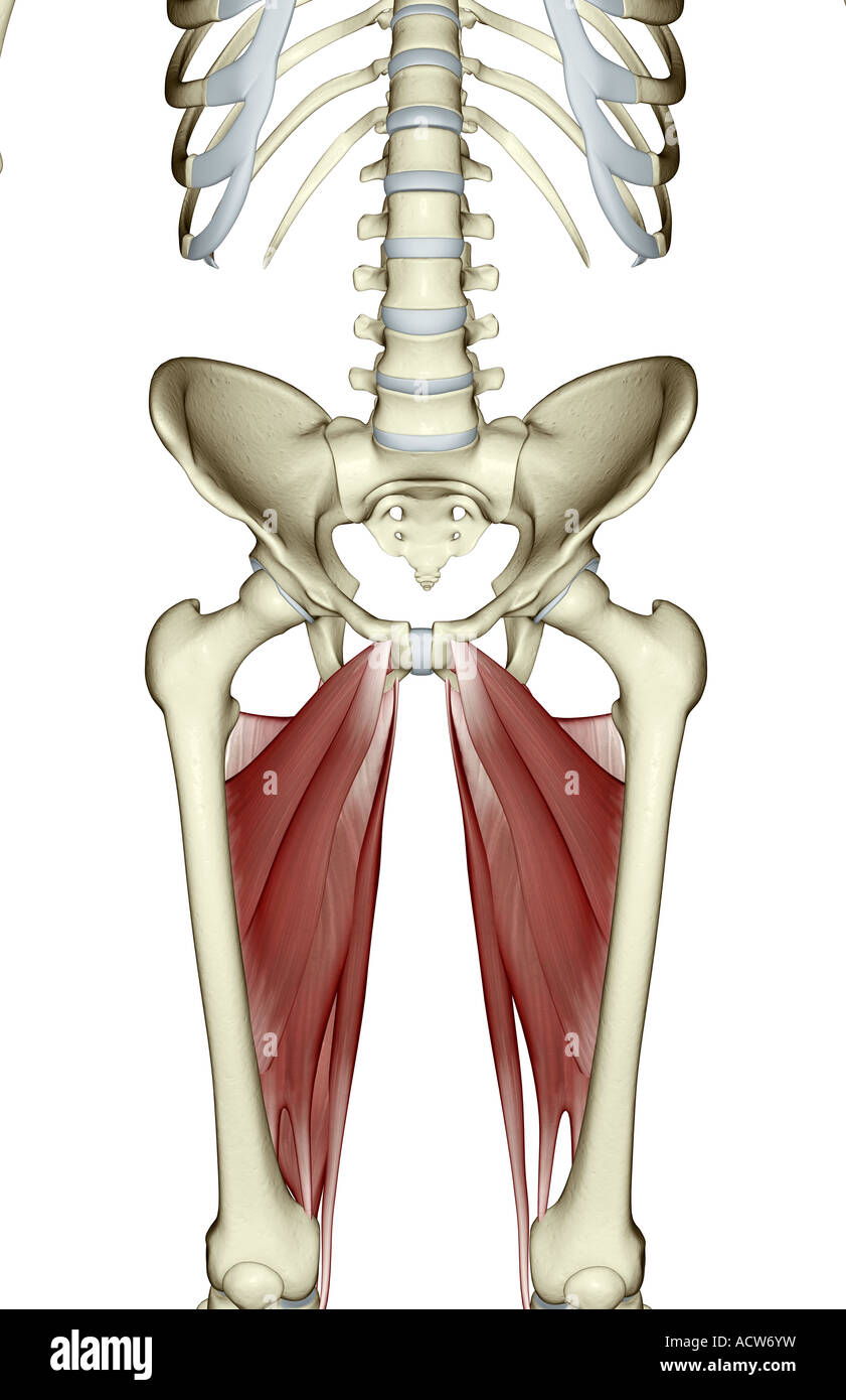 Muscles of the upper leg Stock Photo