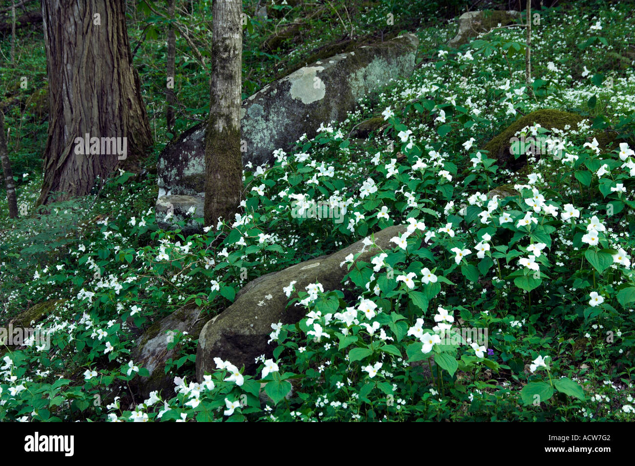 Large White Trillium wildflowers on the forest floor in The Great Smoky Mountain National Park North Carolina USA Stock Photo