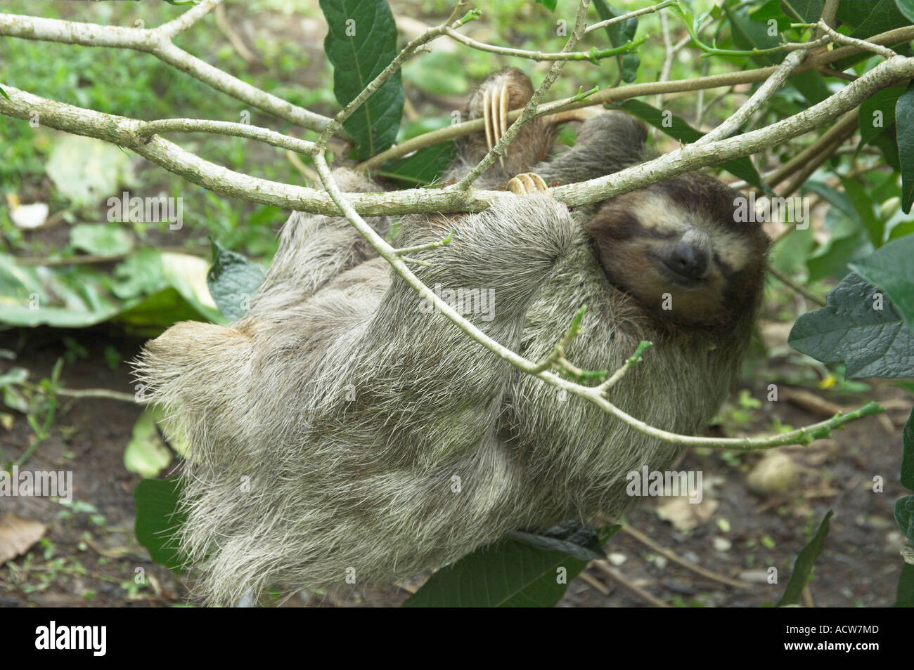 A three toed sloth in a tree near Puerto Limon, Costa Rica Stock Photo