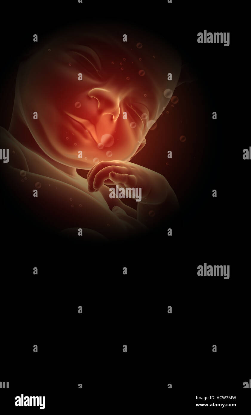 Fetus Stock Photo - Alamy