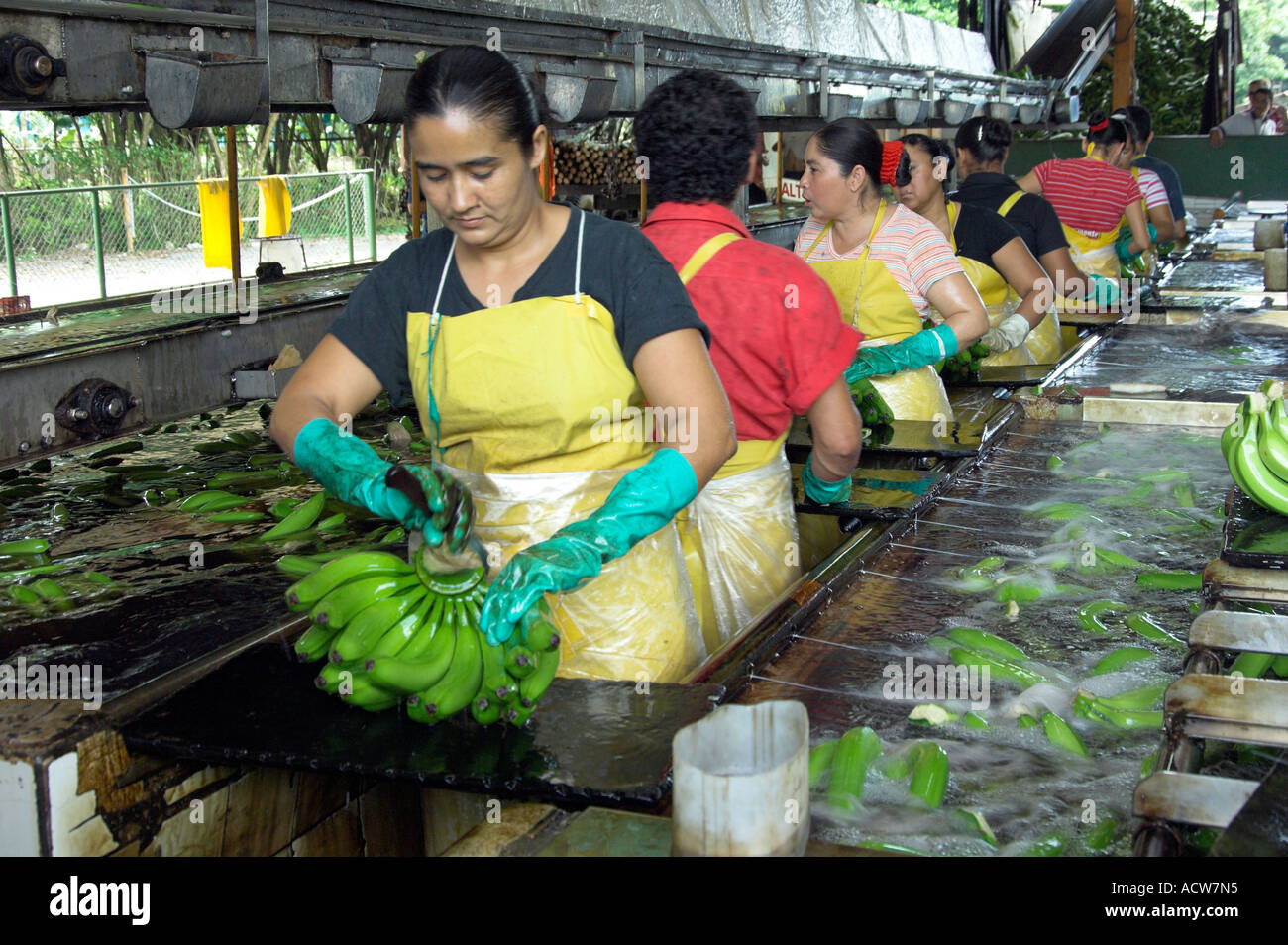 Workers processing bananas at a Dole banana plantation in Costa Rica