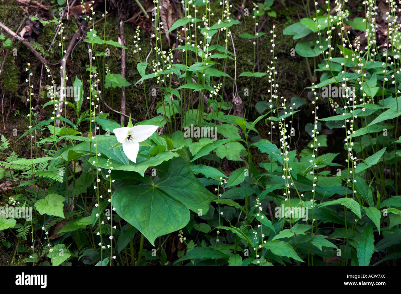 A white trillium and hanging wildflowers in The Great Smoky Mountains National Park, Tennessee, USA Stock Photo
