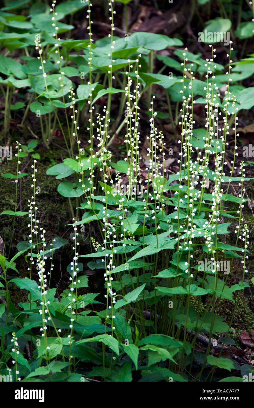 Hanging wildflowers in The Great Smoky Mountains National Park
