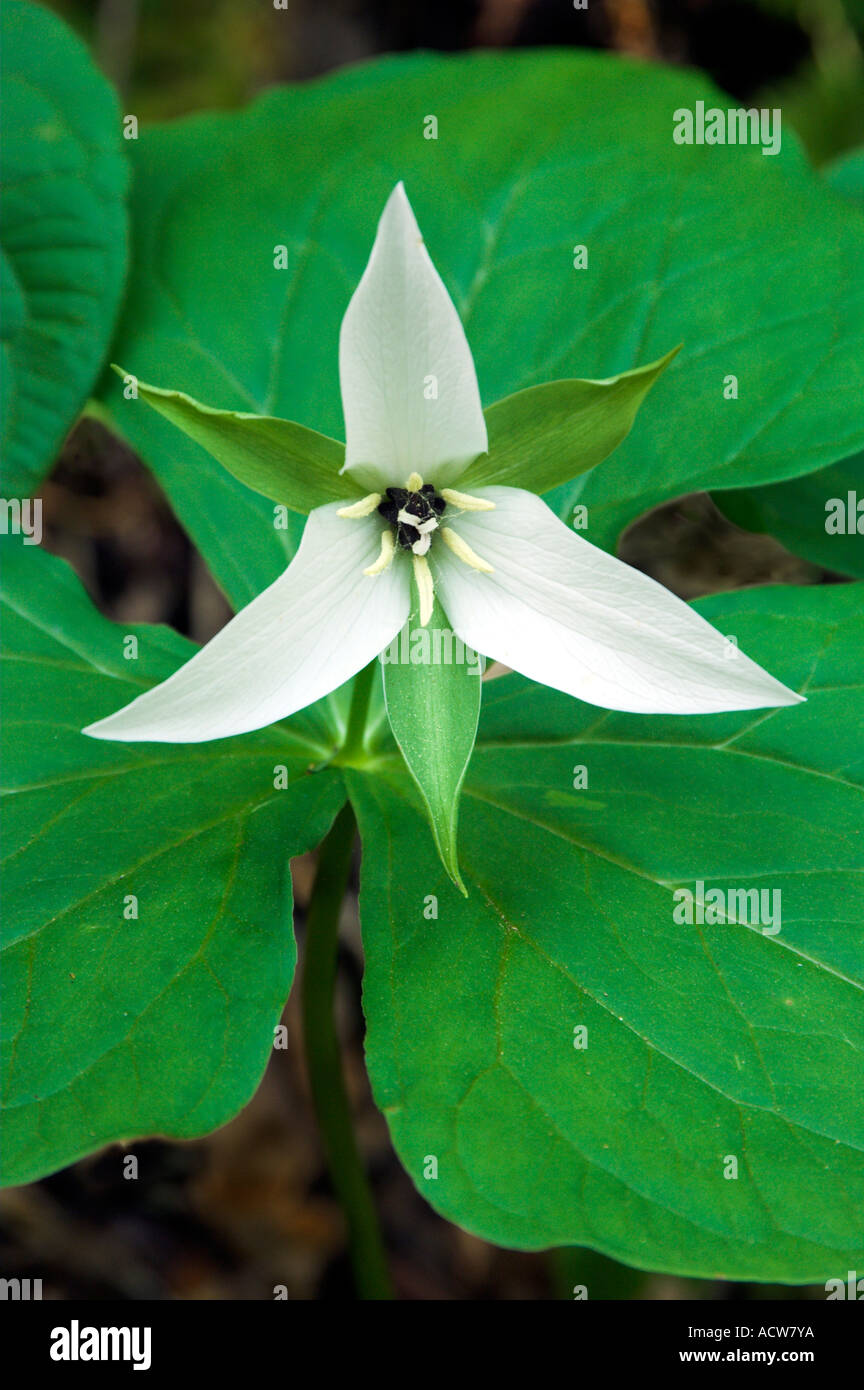 A white trillium portrait in the forests of  The Great Smoky Mountain National Park, North Carolina, USA. Stock Photo