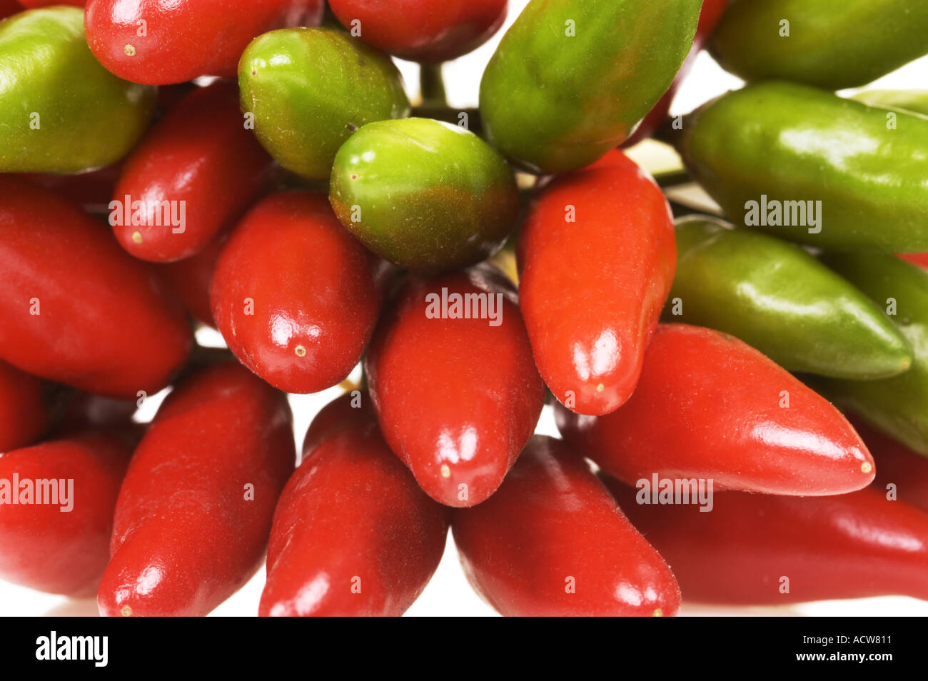 PEPPERS fresh red green pepper chilli chilly chile chili FOOD schote  Stock Photo