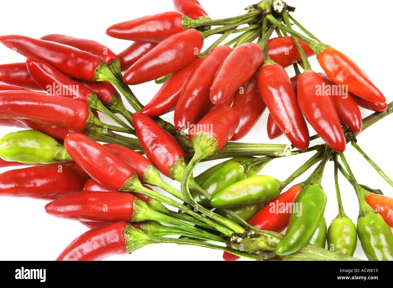 PEPPERS fresh red green pepper chilli chilly chile chili FOOD schote Stock Photo