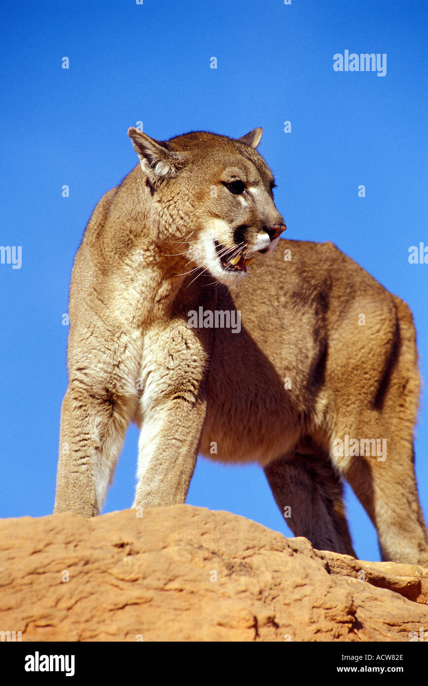 Lion vertical hi-res stock photography and images - Alamy