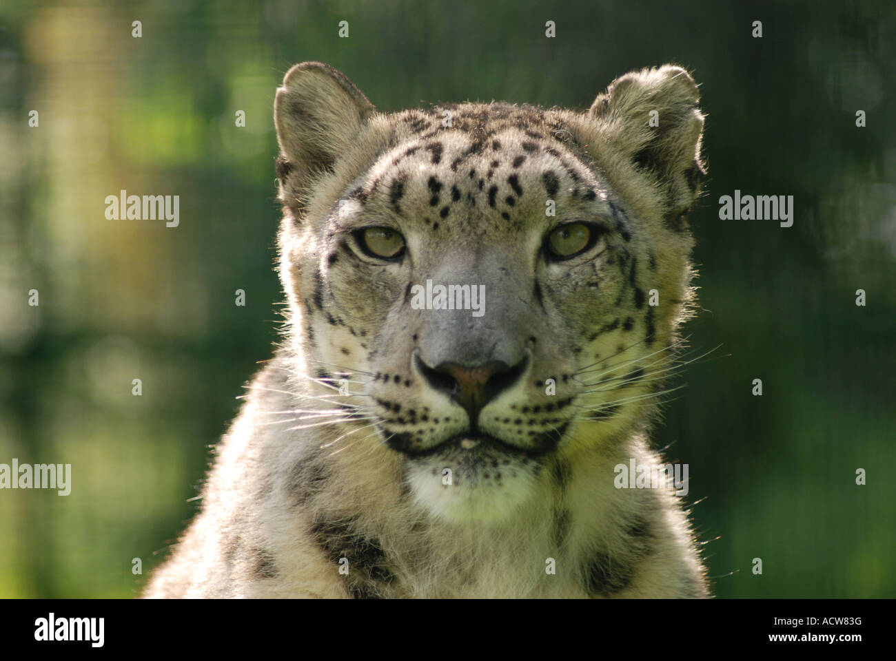 Snow Leopard, looking straight at camera Stock Photo - Alamy