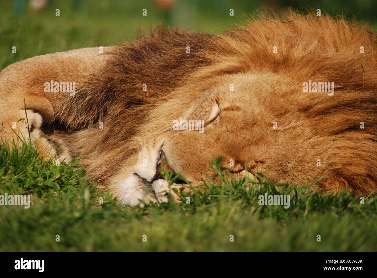 Lion, doing what lions do best Stock Photo Alamy