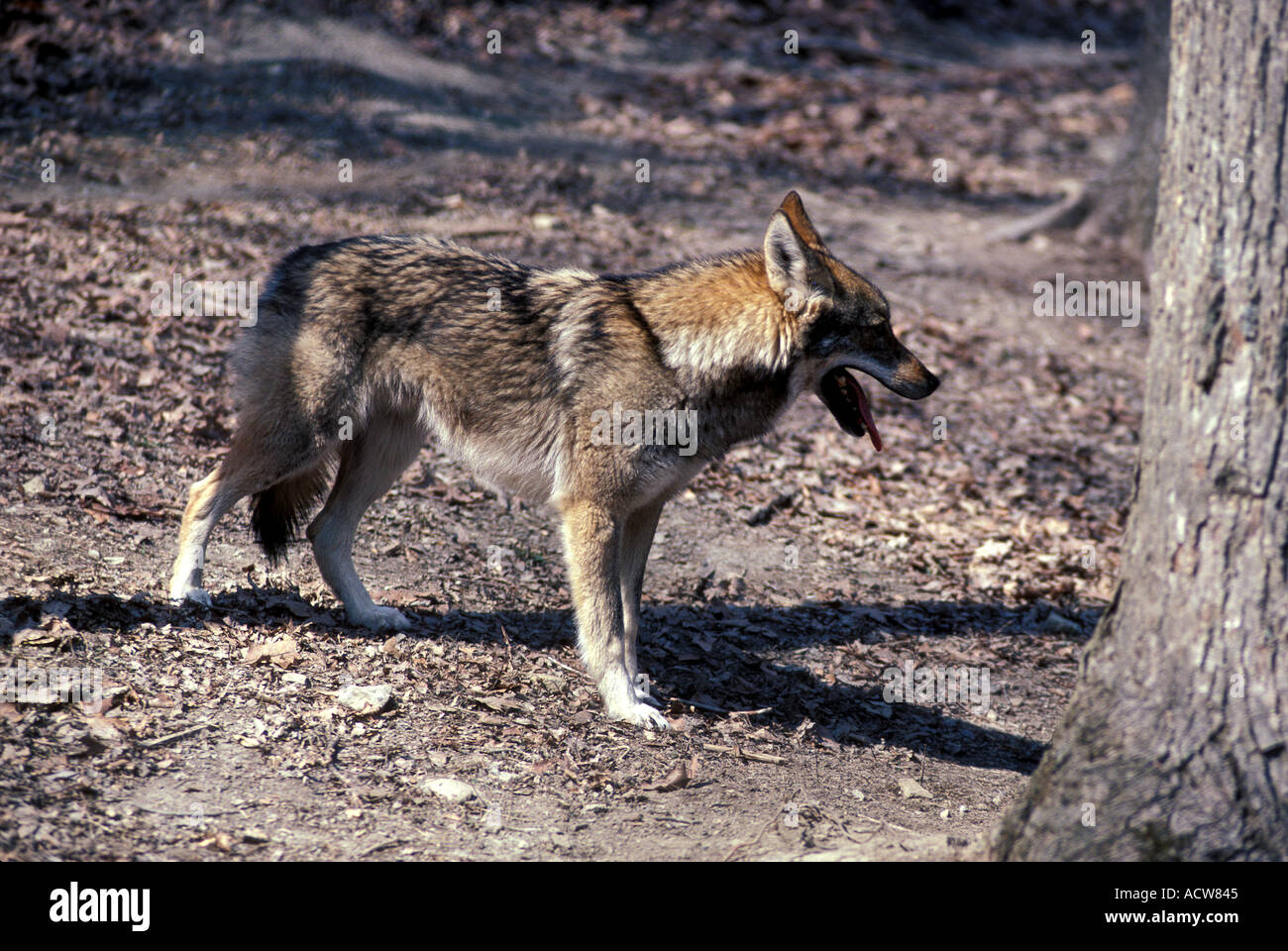 Mammal Hybrid Coydog Stock Photo Alamy