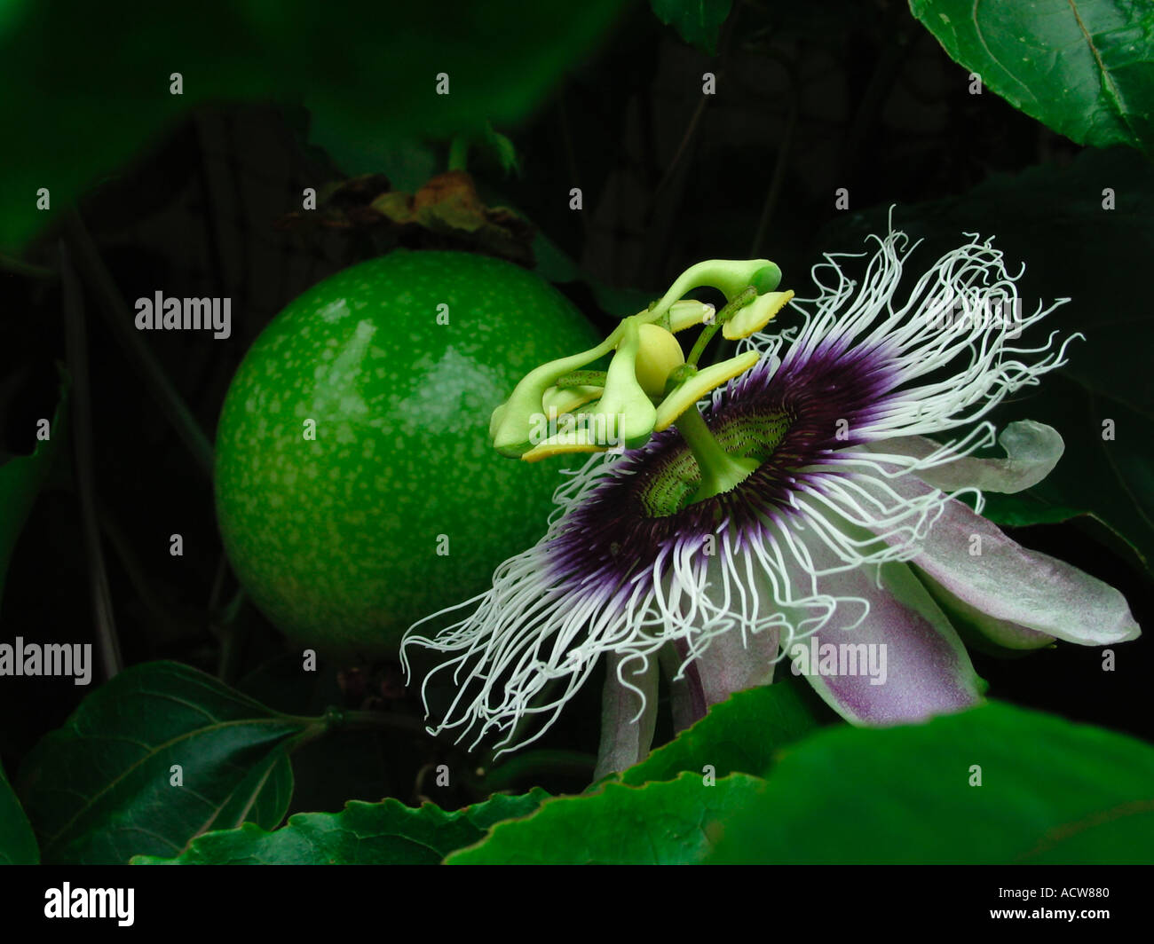 The exotic and alien looking passion flower and fruit. The name actually comes from the Passion of Christ not from love. Stock Photo
