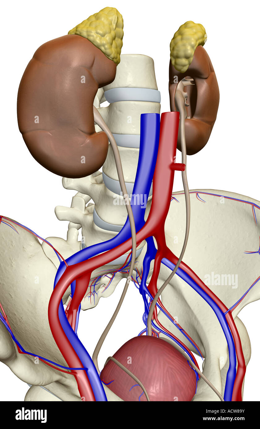 The urinary system Stock Photo