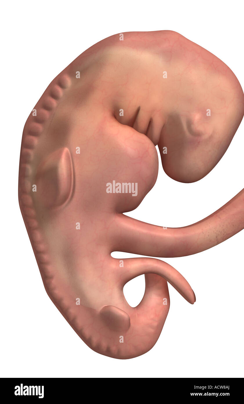 Embryonic development Stock Photo