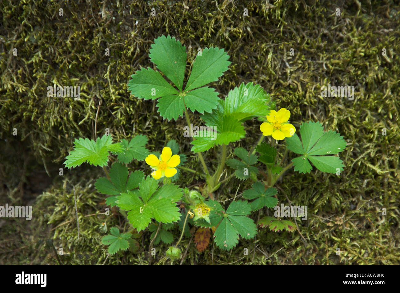Wild strawberry plant with yellow blossoms in the Great Smoky Mountains