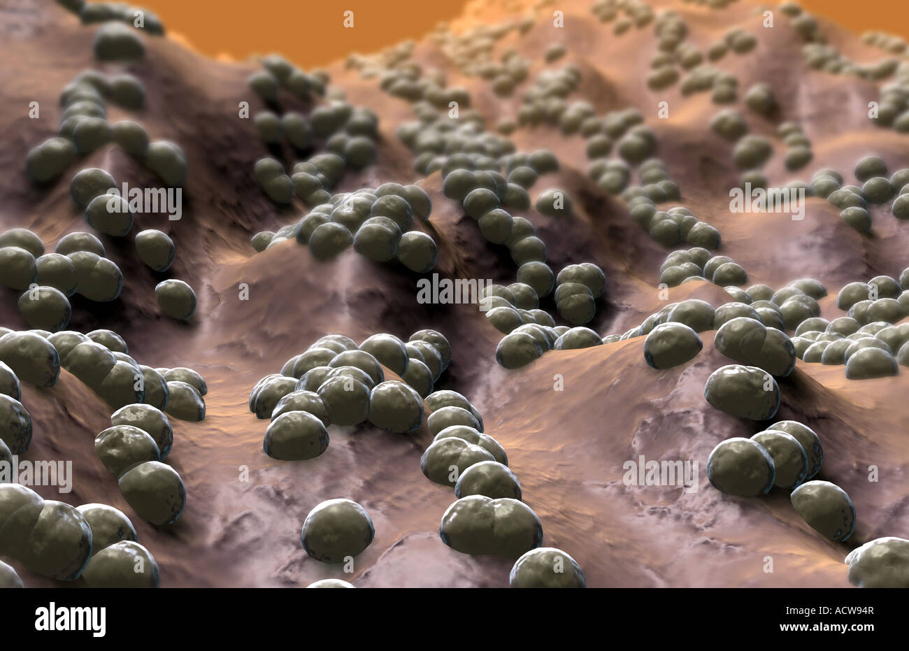 cocci shoes wholesale