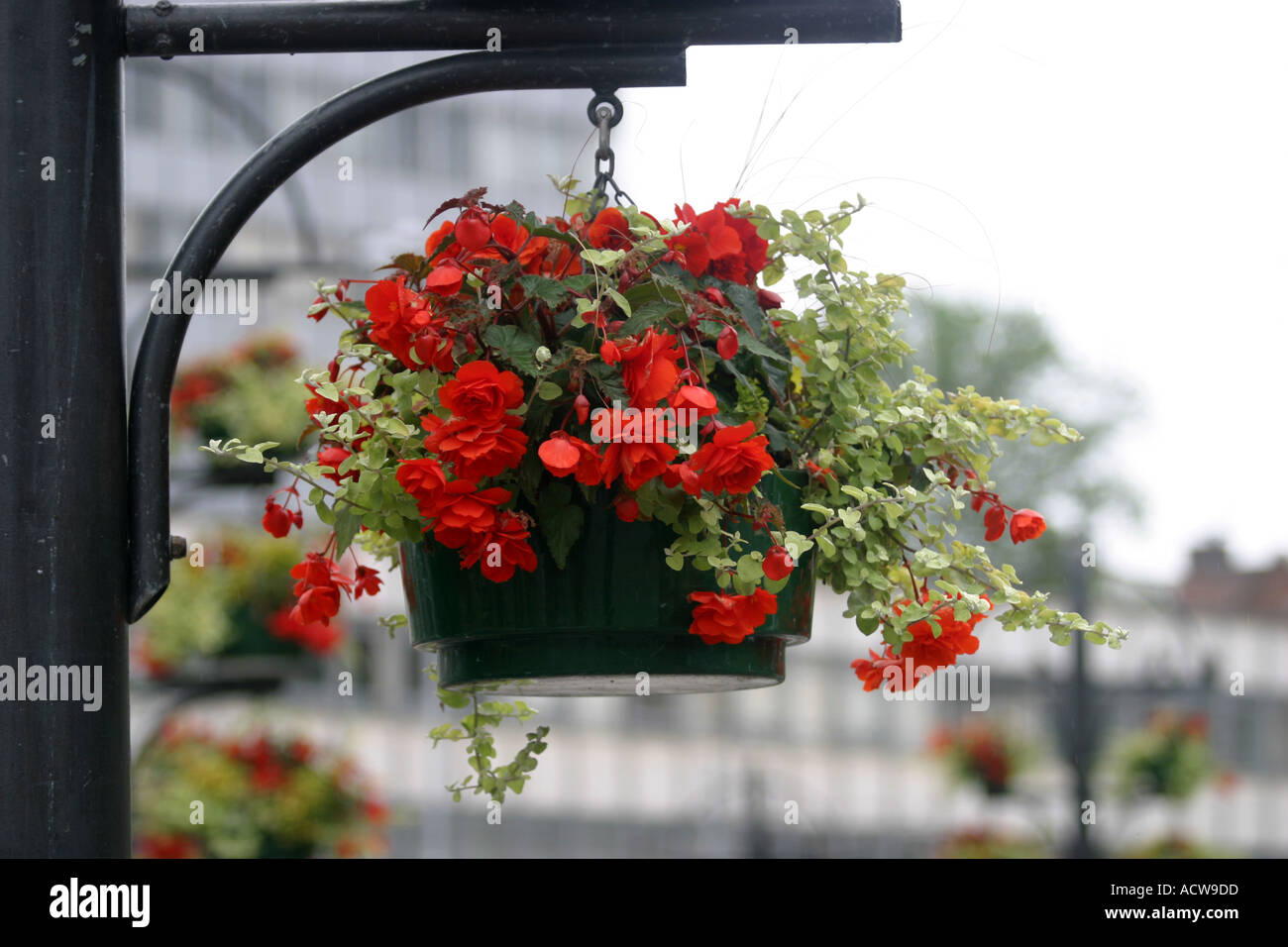Flowers in Nottingham s Market Square Stock Photo Alamy