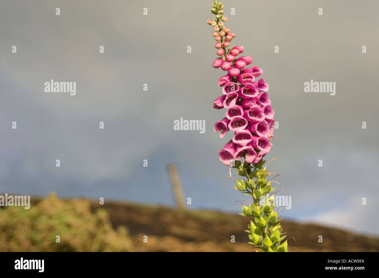 Foxglove in bloom, Wales UK Stock Photo - Alamy