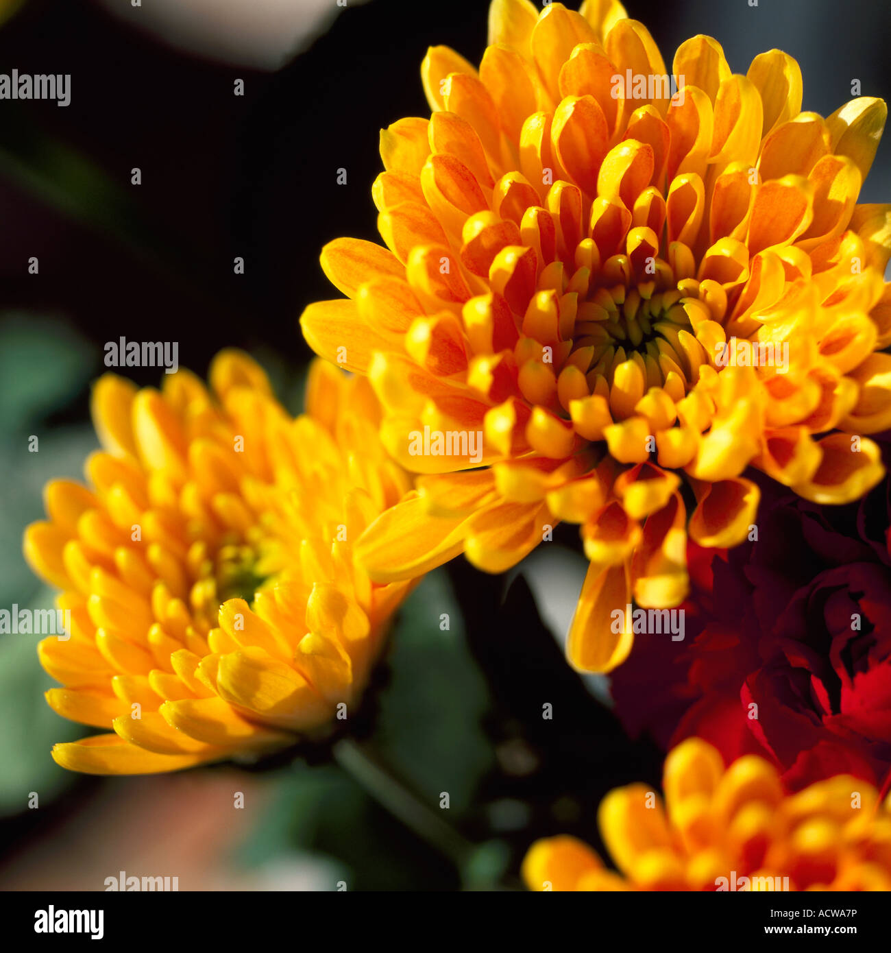 Chrysanthemums hi-res stock photography and images - Alamy