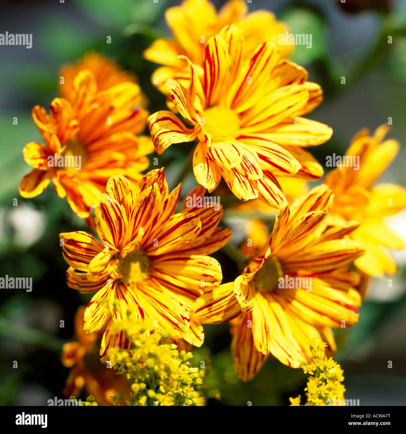 Chrysanthemums hi-res stock photography and images - Alamy