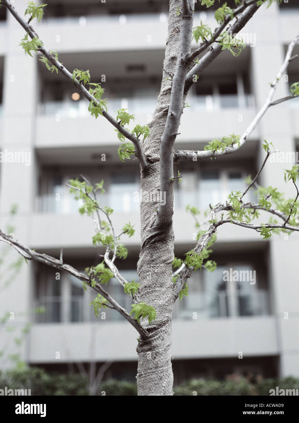 Tree near apartment building Stock Photo Alamy