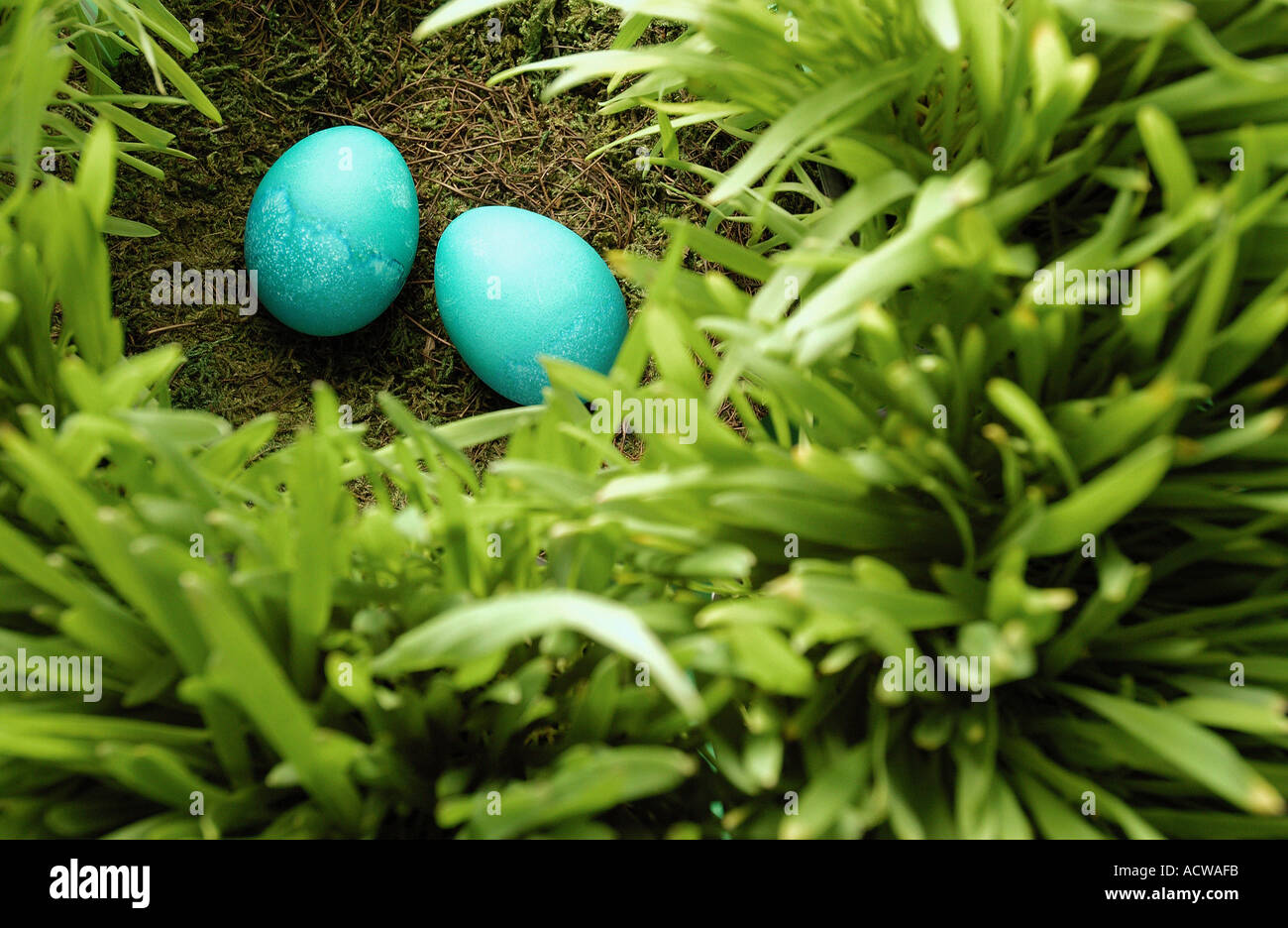Two blue eggs hi-res stock photography and images - Alamy