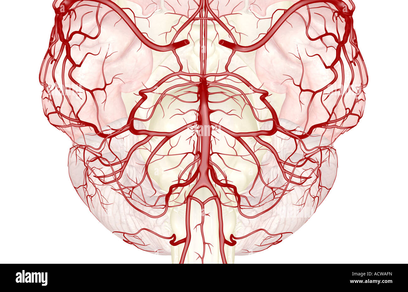 The circle of willis Stock Photo