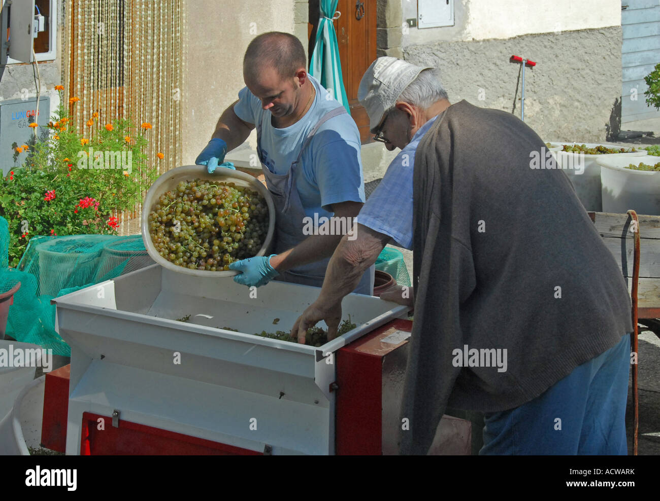 Farmers pressing grapes for winemaking . Panicale , Tuscany , Northern Italy , Europe . Stock Photo