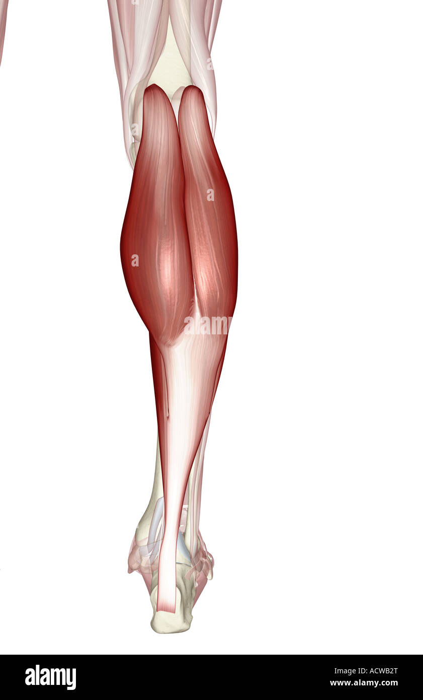 gastrocnemius muscle stock photo 13234511 alamy