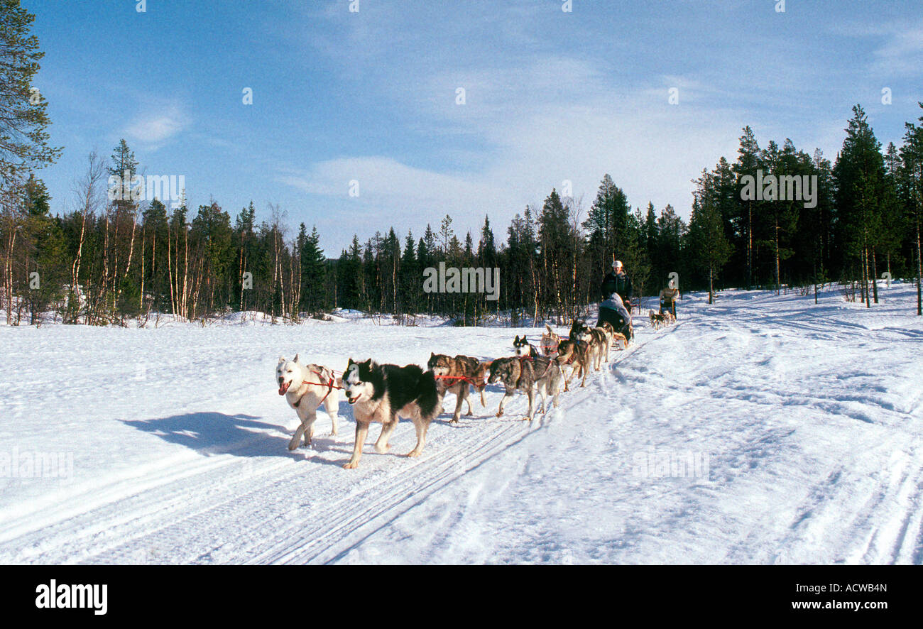 Huskies pulling sled in Lapland Stock Photo