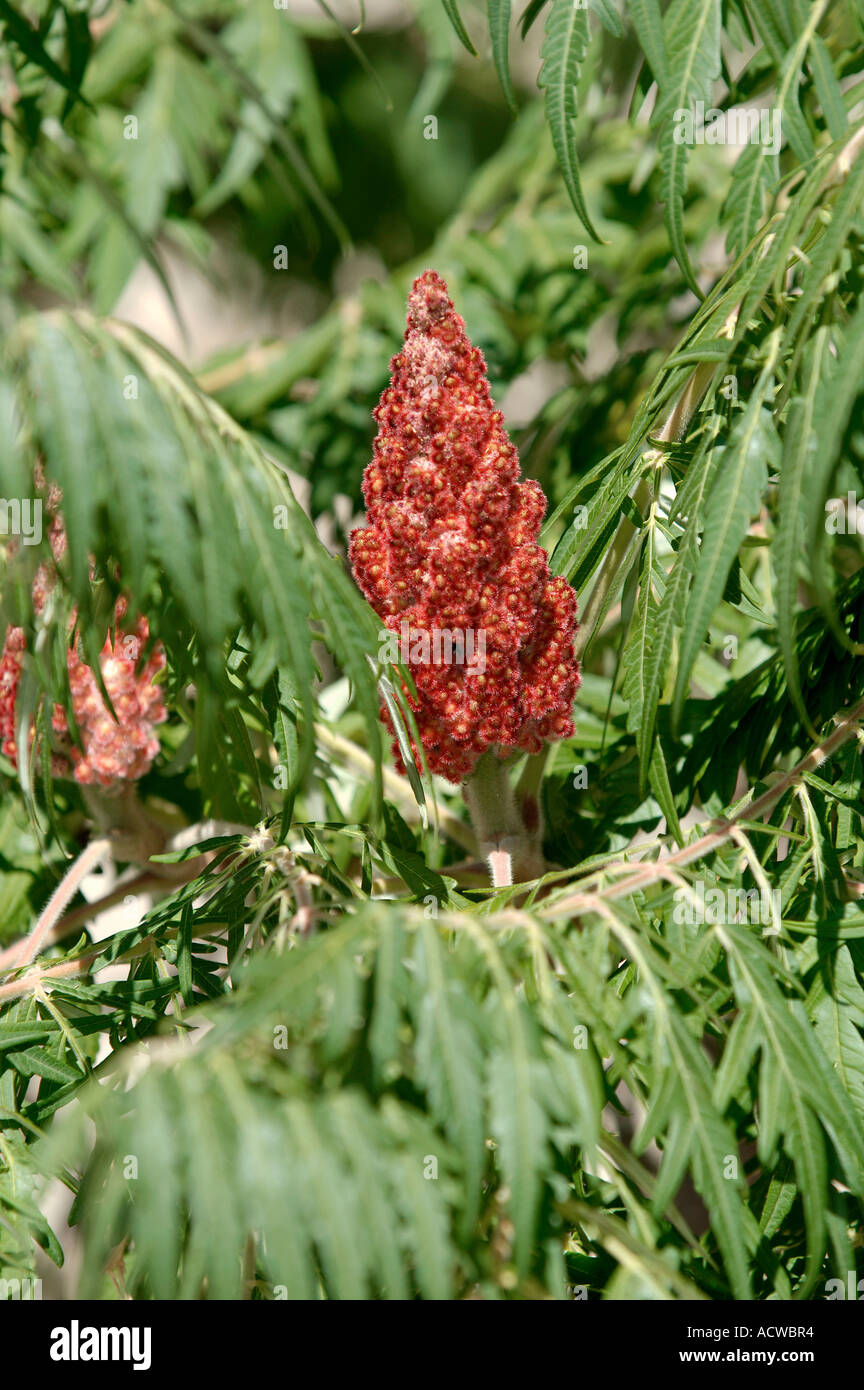 Staghorn Sumac / Vinegar Tree Stock Photo