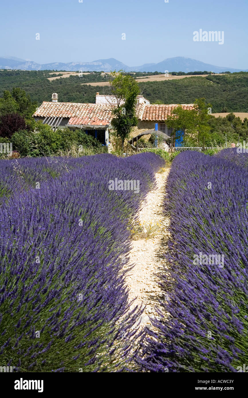 Lavender fields at Plateau du Valansole Provence France Stock Photo