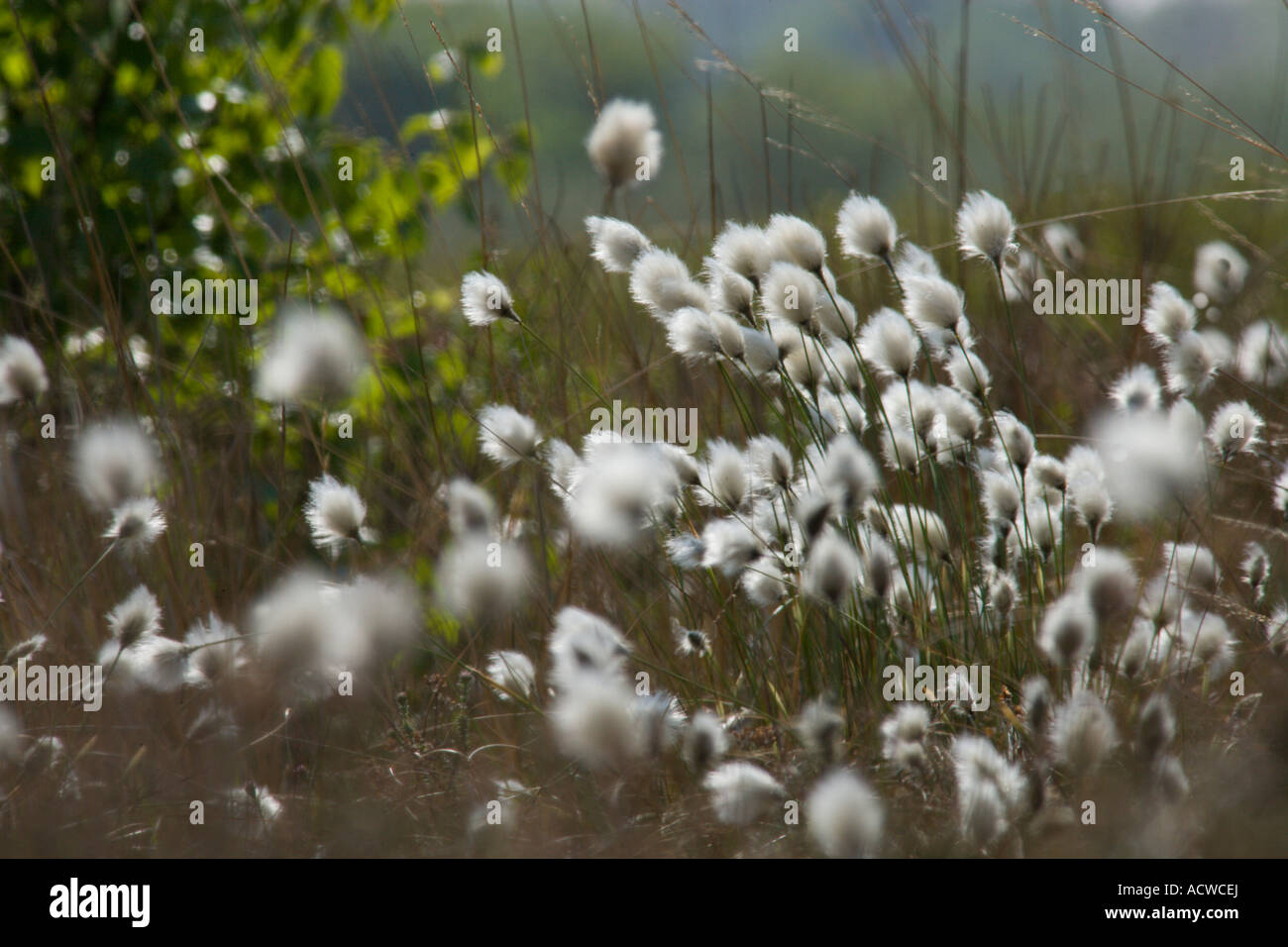 Cotton grass in flower hi-res stock photography and images - Alamy