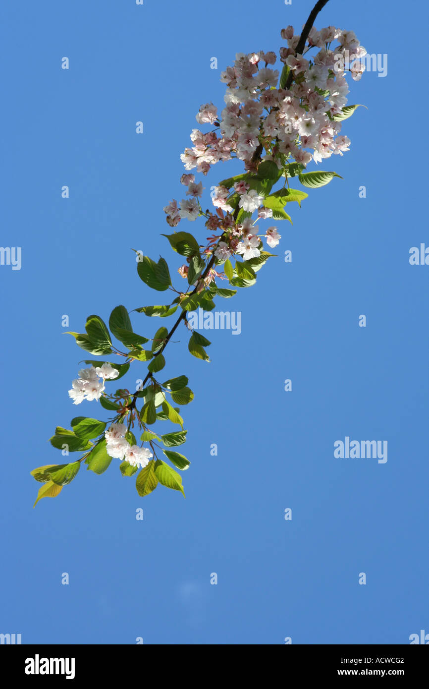 Cherry blossom, Glasgow, Scotland, UK Stock Photo Alamy