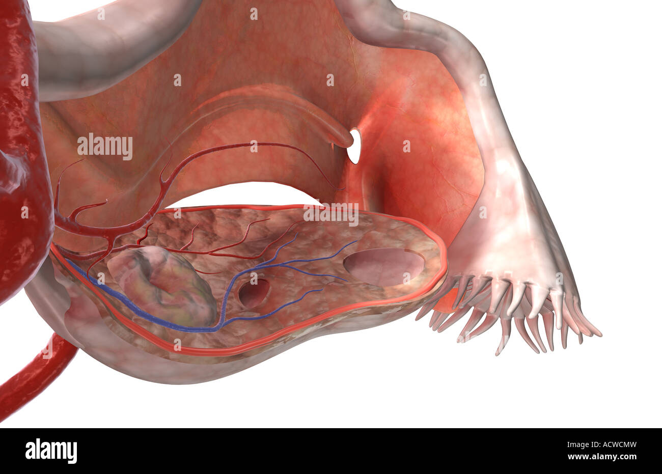 The female reproductive system Stock Photo