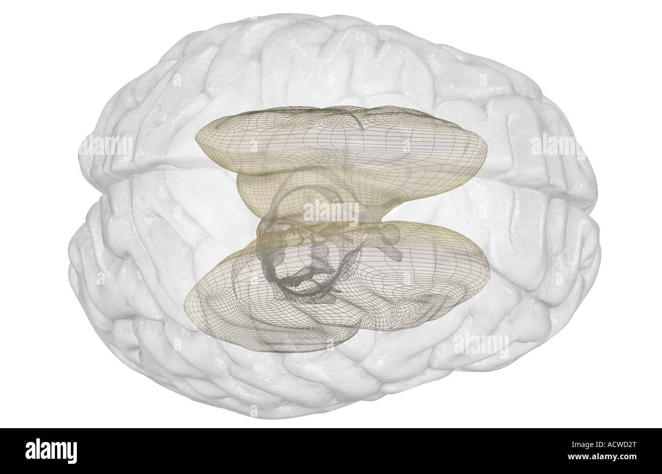 Optic Tract High Resolution Stock Photography and Images - Alamy