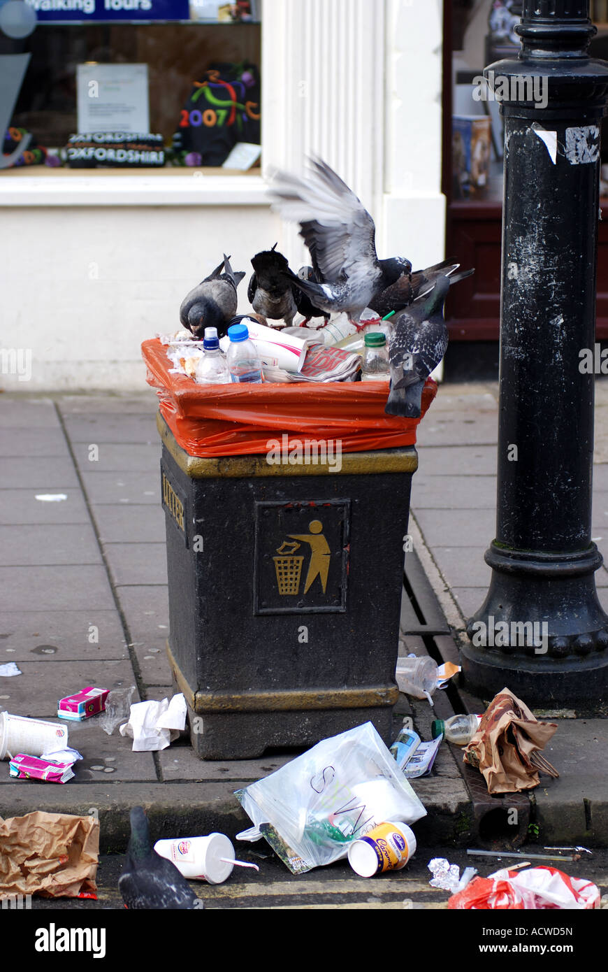 Feral pigeons feeding on litter bin, Oxford city centre, Oxfordshire