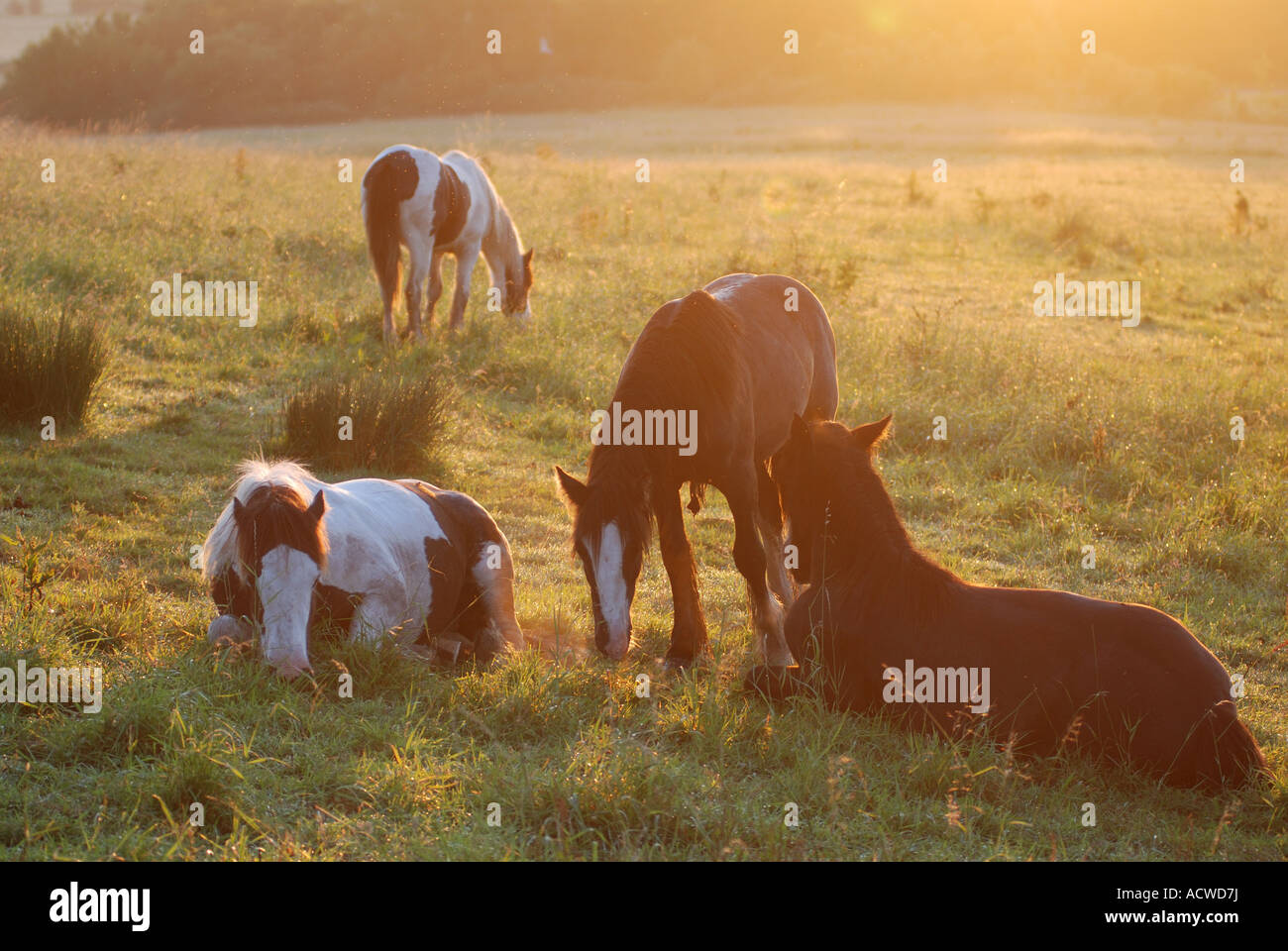 Horses in a field at dawn, Oxfordshire, England, UK Stock Photo Alamy