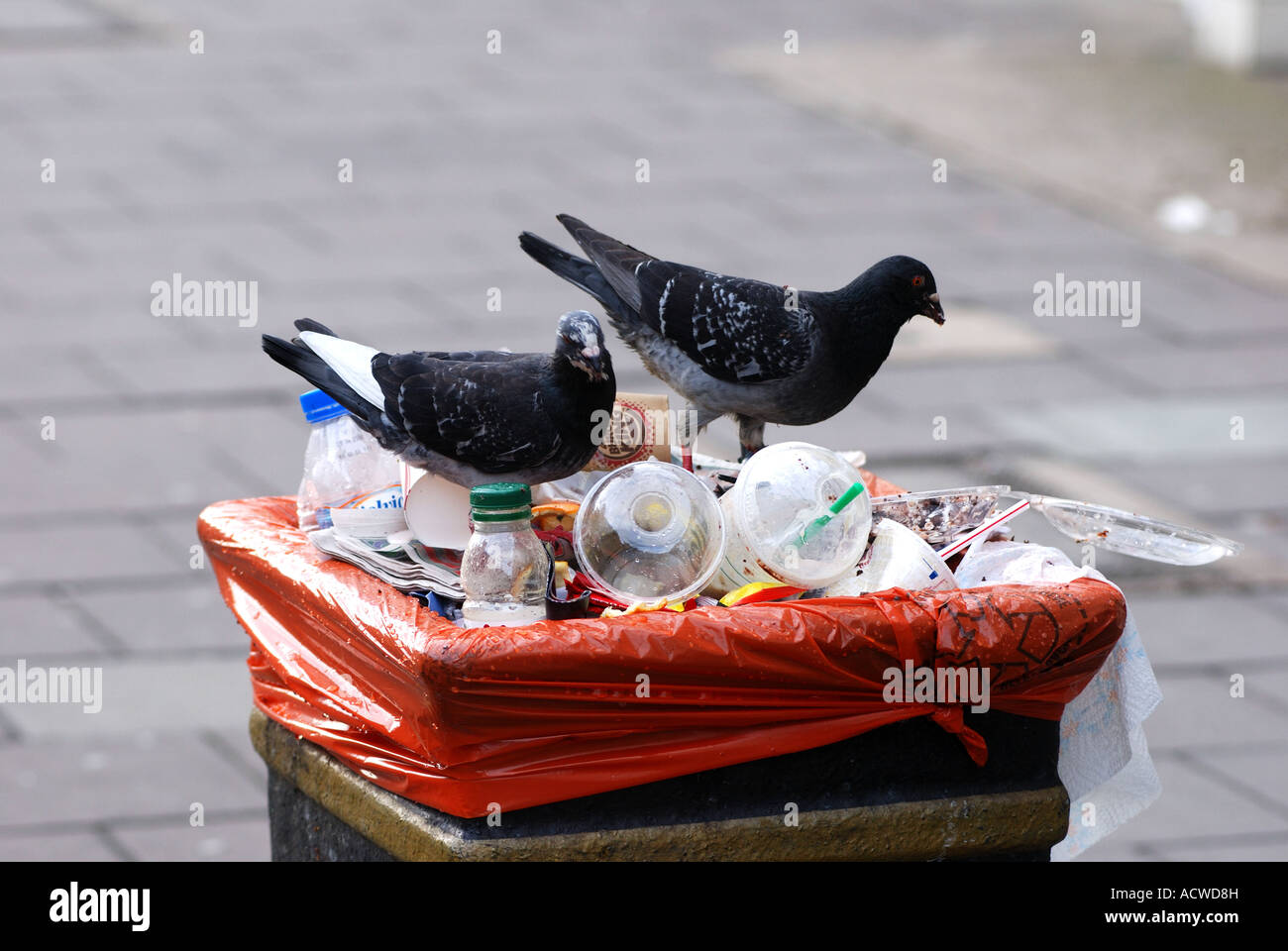 Feral pigeons feeding on litter bin, Oxford city centre, Oxfordshire
