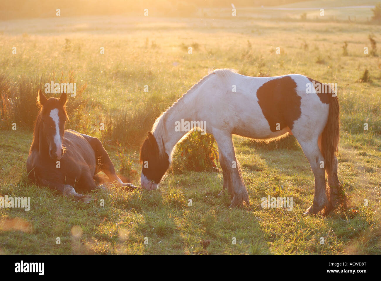 Horses in a field at dawn, Oxfordshire, England, UK Stock Photo Alamy