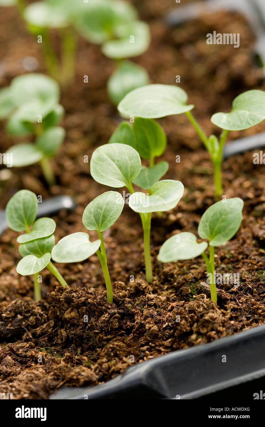 Hollyhock Seedlings Stock Photo 13235463 Alamy