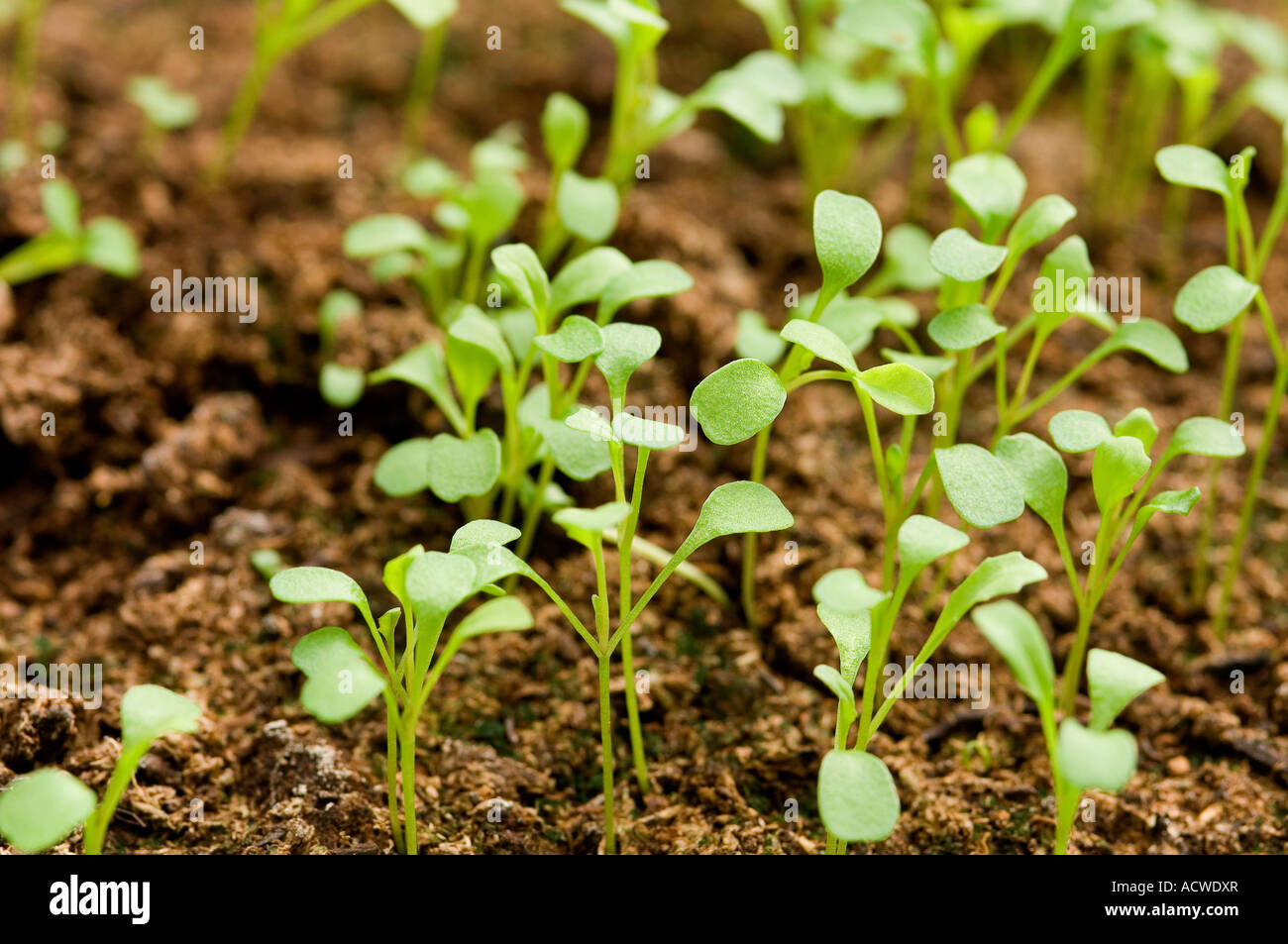 Rocket seed tray hires stock photography and images Alamy