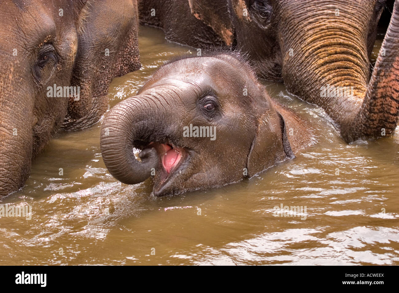 Baby elephant water hi-res stock photography and images - Alamy