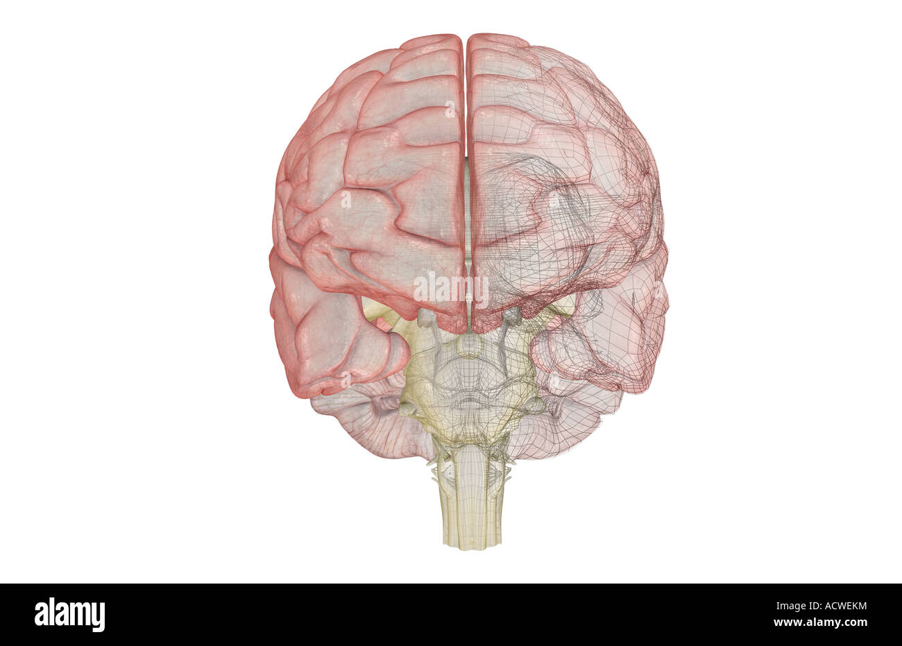 The brainstem Stock Photo