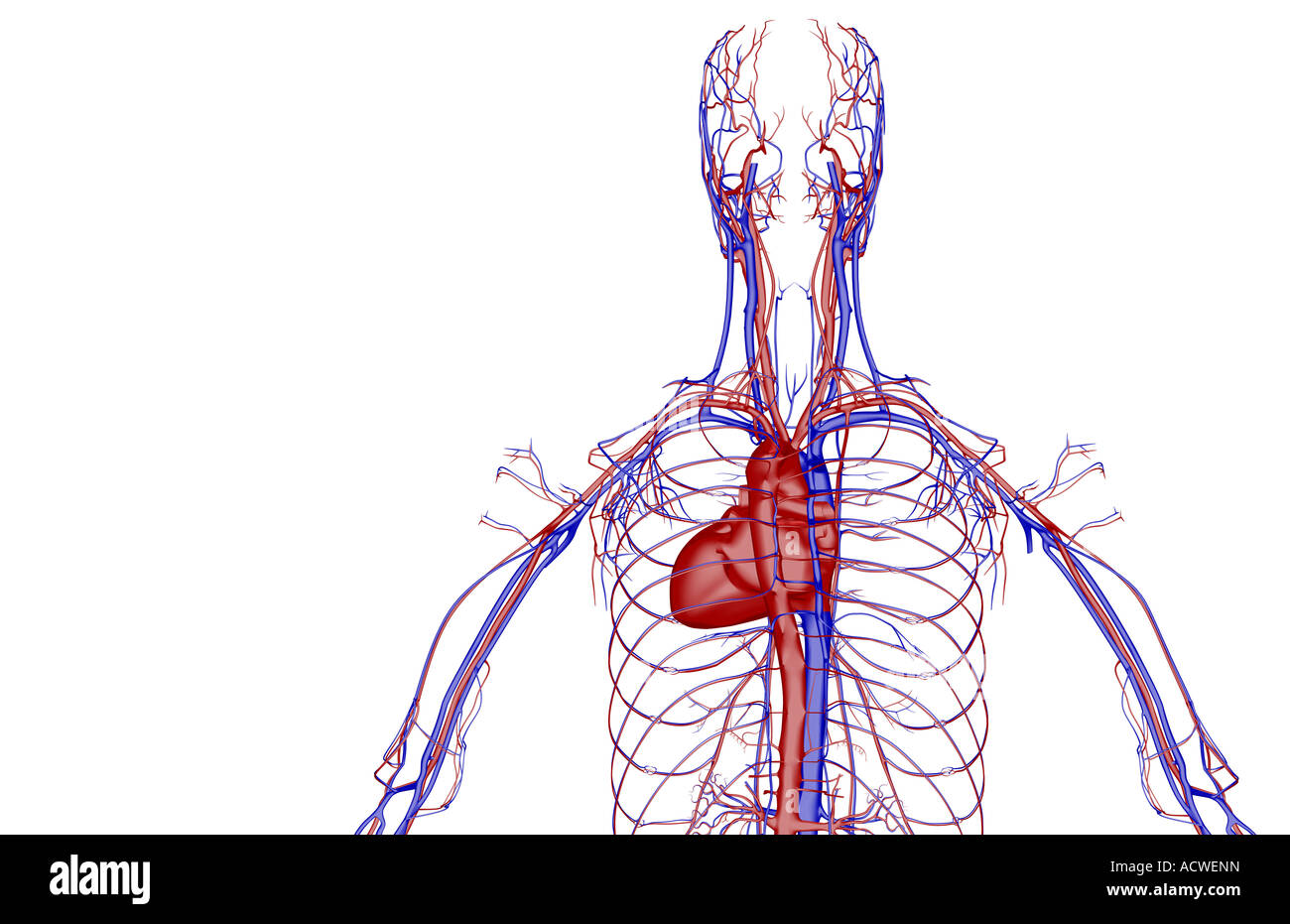 The cardiovascular system Stock Photo